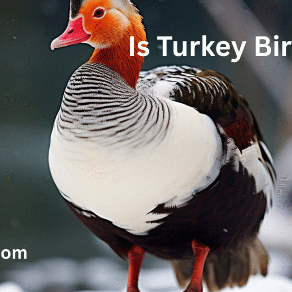Is Turkey Bird Halal